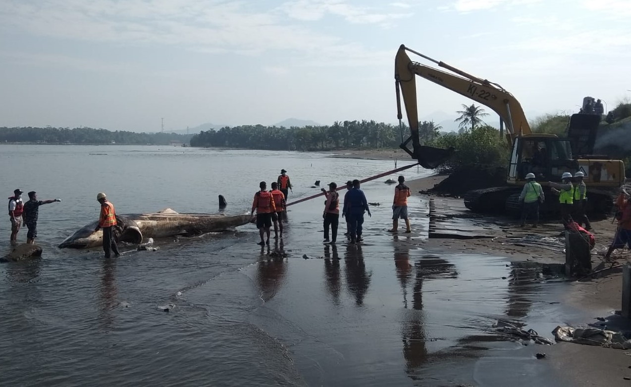 Bangkai Hiu Paus Terdampar di Muara Sungai Bogowonto
