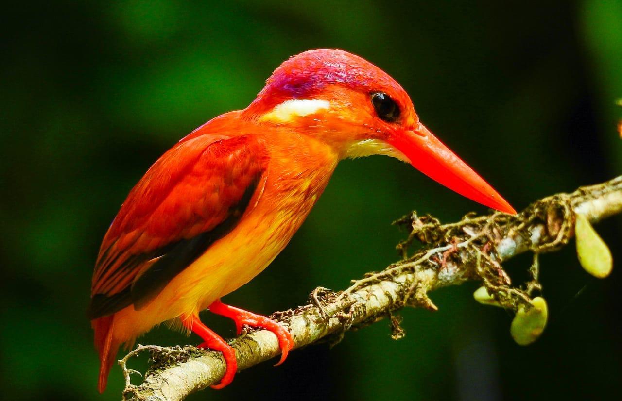 Adopsi Sarang Burung, Selamatkan Ratusan Jenis Burung di Perbukitan Menoreh