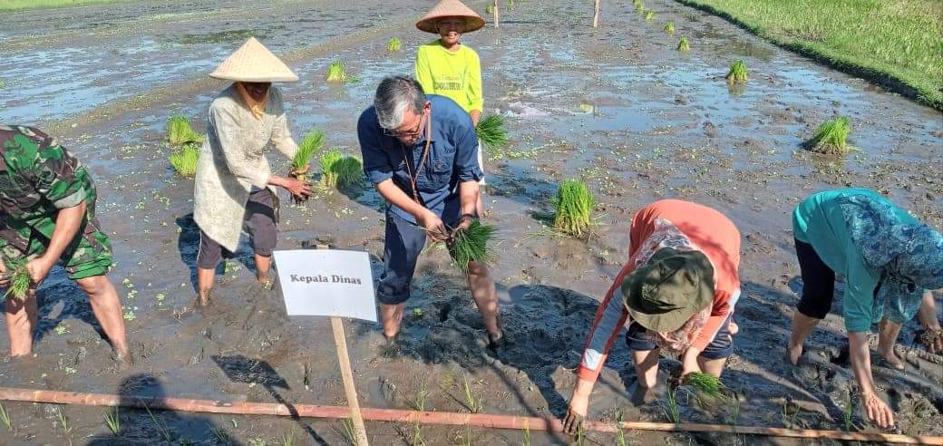 Dinas Pertanian Sleman Lakukan Gerakan Percepatan Tanam Padi