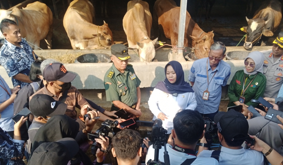 Ketersediaan Hewan Kurban di Sleman Belum Mencukupi, Harga Sapi Merangkak Naik Hingga 2 Juta Rupiah