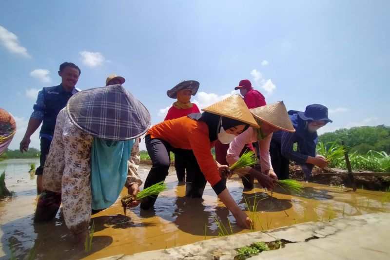 Gunungkidul Kembangkan Varietas Padi Cegah Kekerdilan