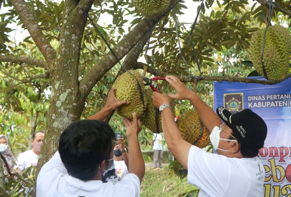 Panen Durian 70 Ton Mampu Gerakkan Ekonomi Masyarakat