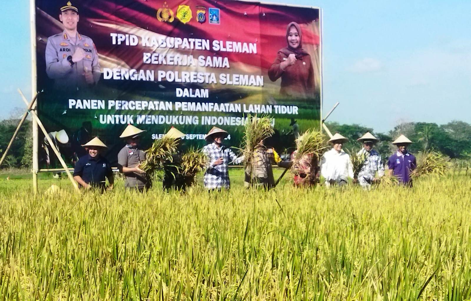 Pemkab Sleman Lakukan Panen Padi di Lahan Tidur Gamplong, Hasilnya 8,8 Ton Per Hektar