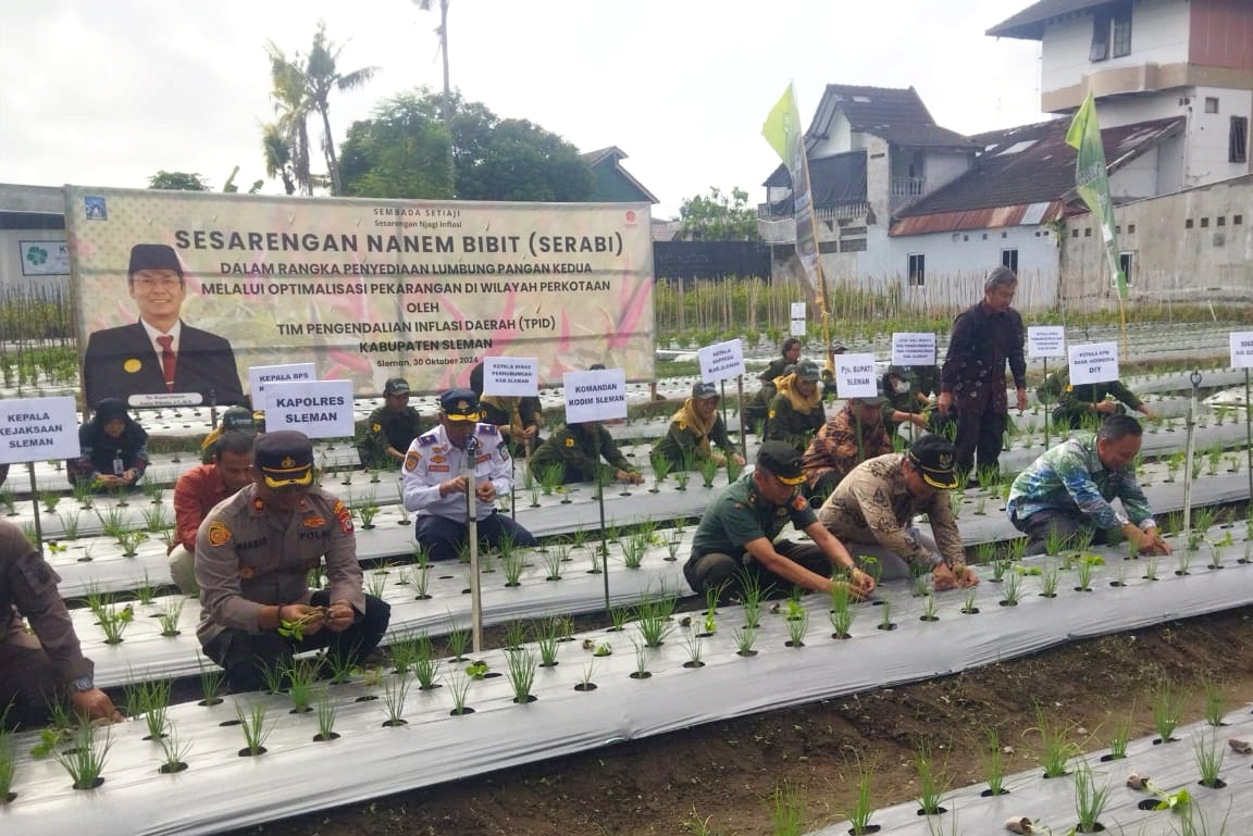 Pjs Bupati Sleman Tanam Bibit Cabai di KWT Srikandi Mandiri Condongcatur