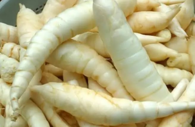 Praktisi Jamu Soroti Herbal untuk Asam Lambung, Pati Garut Dinilai Efektif dan Aman